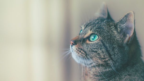 Mačke: 6 namirnica kojima ih ne biste smjeli hraniti