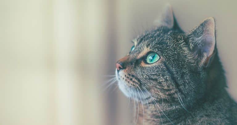 Što mačke ne smiju jesti? Evo 6 namirnica