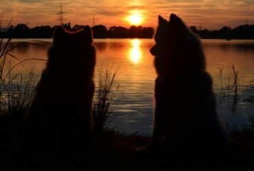 Neodoljivi samojed i sve što o njemu trebate znati