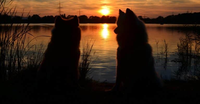 Neodoljivi samojed i sve što o njemu trebate znati