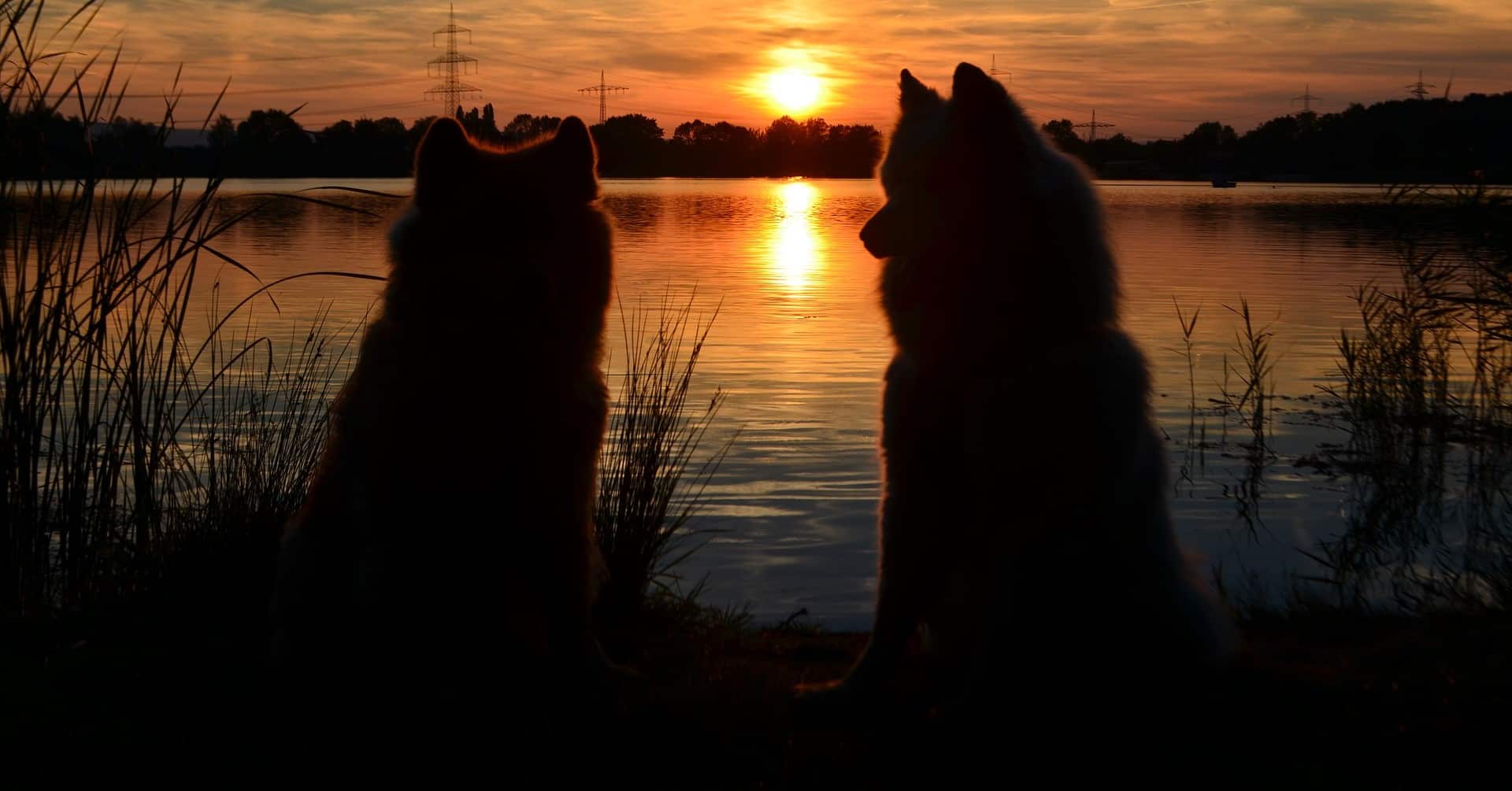 Neodoljivi samojed i sve što o njemu trebate znati
