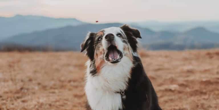 10 razloga zašto je australski ovčar tako posebna pasmina
