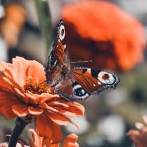 The Butterfly Effect: sve o moćnom mentalnom modelu