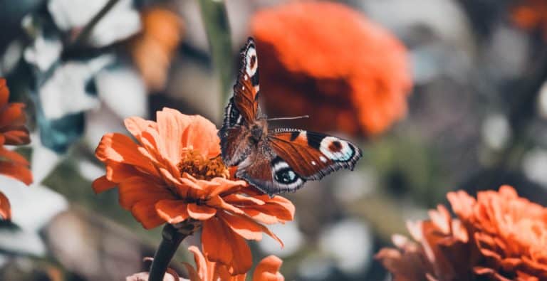 The Butterfly Effect: sve o moćnom mentalnom modelu