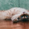 Top 34 zanimljivosti o mačkama i njihovoj osobnosti