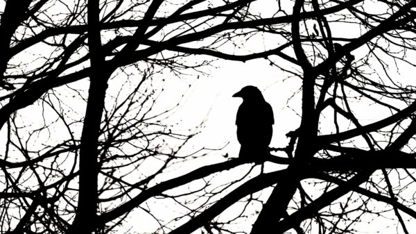 Edgar Allan Poe: gotički majstor horora i misterije