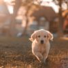 Zadovoljan pas: 5 savjeta za pravilnu brigu