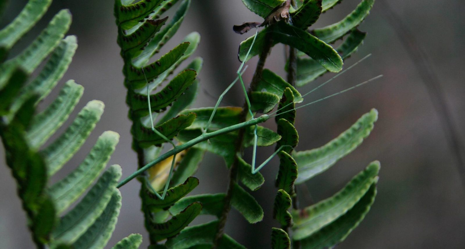Paličnjak – egzotični insekt koji često postaju kućnim ljubimcem