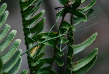 Paličnjak – egzotični insekt koji često postaju kućnim ljubimcem