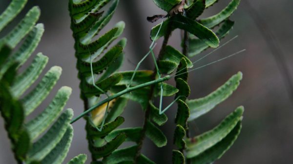 Paličnjak – egzotični insekt koji često postaju kućnim ljubimcem