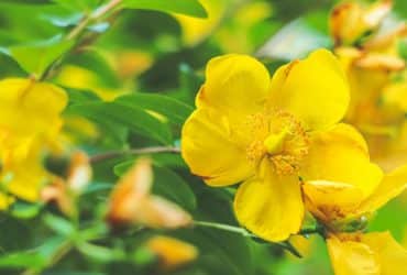 Gospina trava i njenih 10 nevjerojatnih prednosti