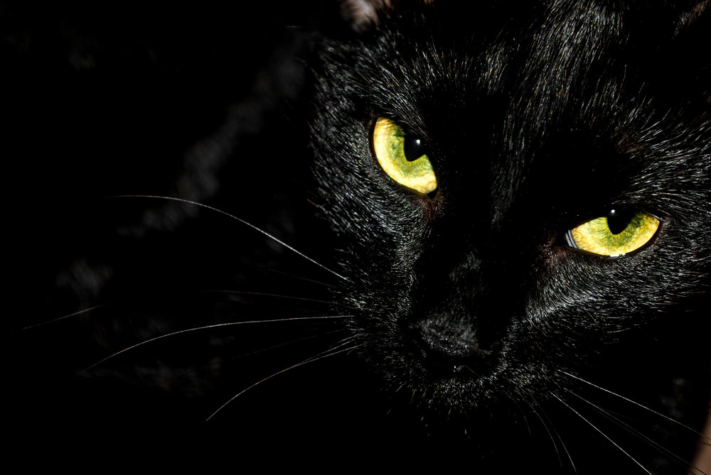 crna mačka na putu