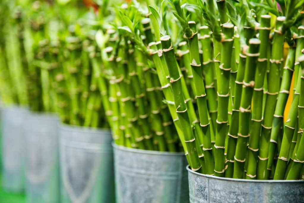 bambus se može uzgajati i u vodi pa je idealna biljka za male stanove