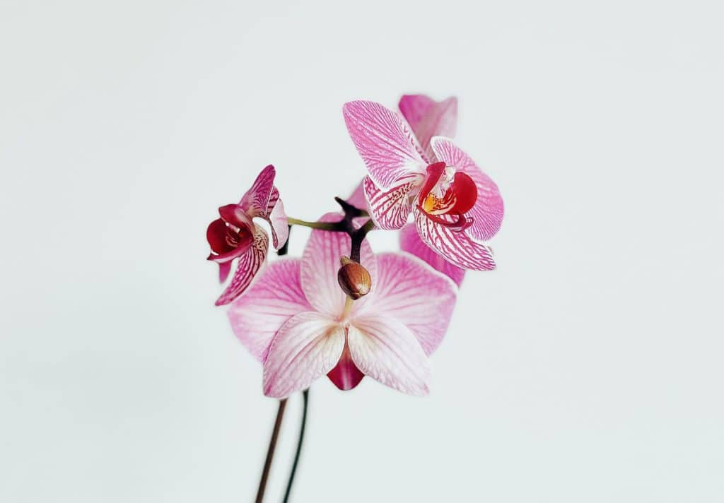orhideje su vrlo popularan izbor za zatvorene prostore