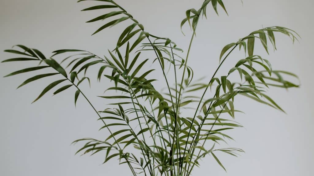 palma sreće jedna je od najboljih biljaka za mali stan