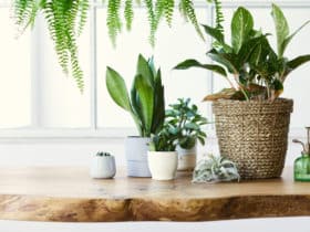 11 najboljih biljaka za male stanove