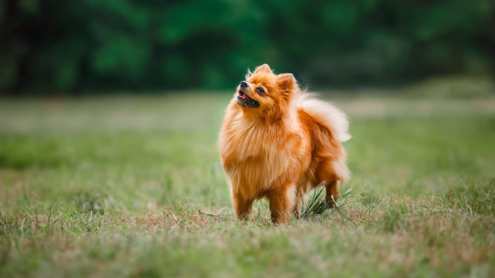 30 naoriginalnijih imena za male pse