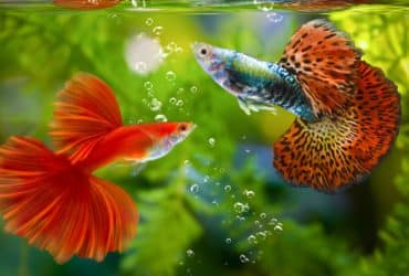 Koliko često se čisti akvarij i kako ga očistiti u 5 koraka?