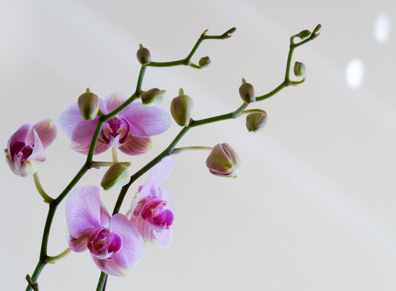 Koliko često zalijevati orhideje