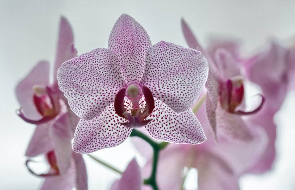 sve o orhidejama, orhideja zanimljivosti