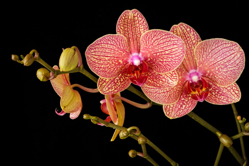 uzgoj orhideje, kako brinuti o orhideji, kako brinuti o orhidejama