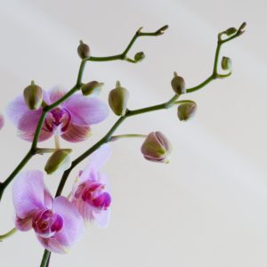 Koliko često zalijevati orhideje