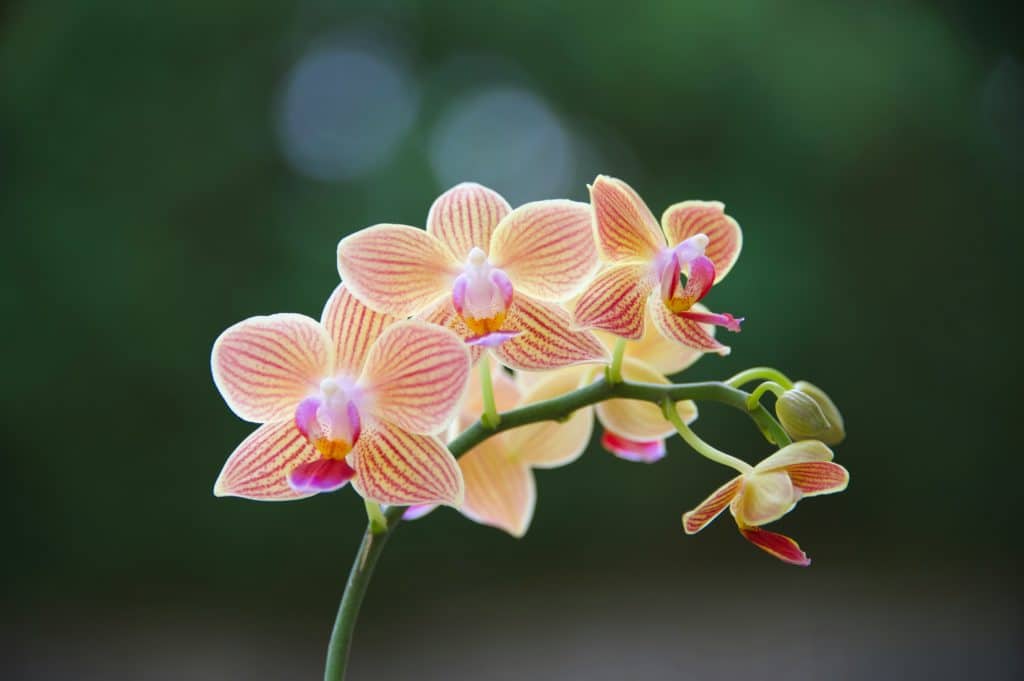 orhideje zanimljivosti, sve o orhideji, zanimljivosti o orhideji