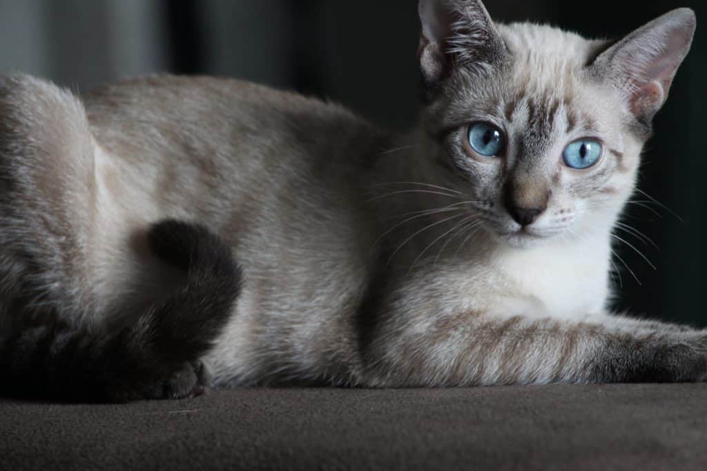 prekrasna mačka, lijepa siva mačka, elegantna siva mačka