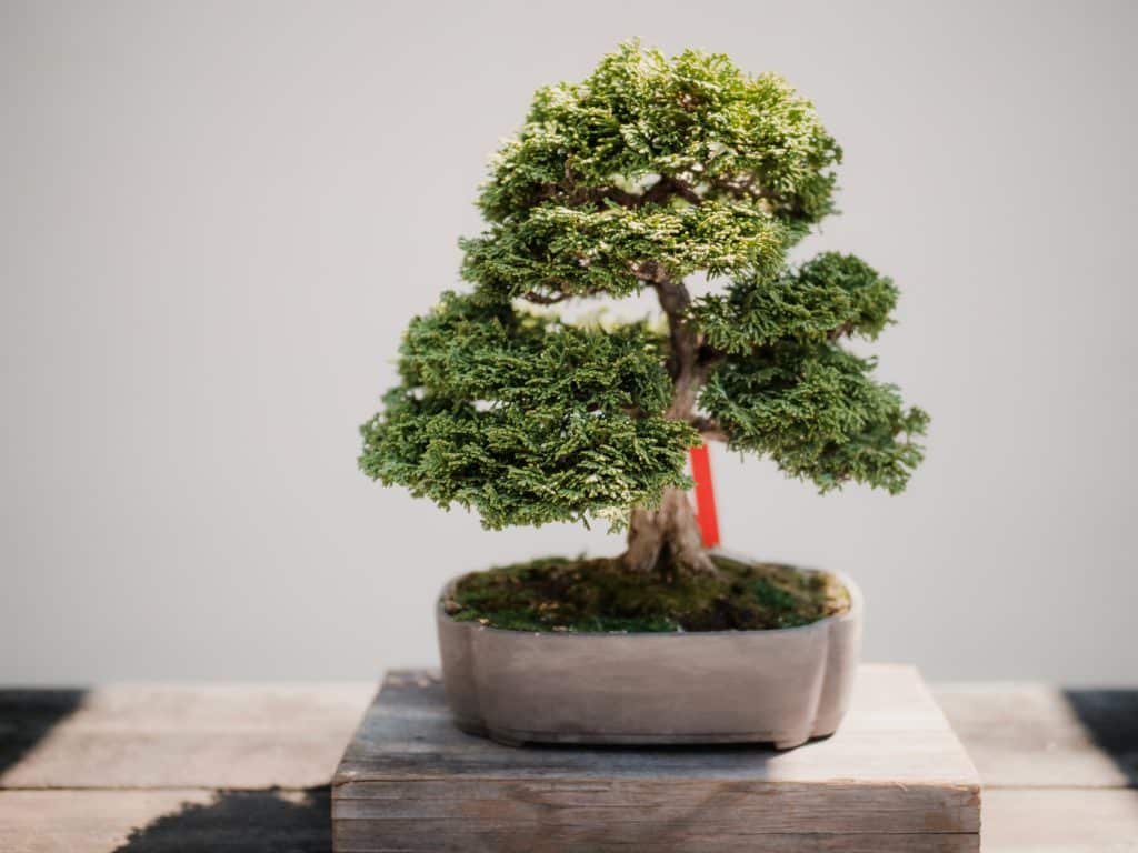 ukrasno drvo, ukrasno drvce, bonsai, što pokloniti za rođendan, najbolji poklon za rođendan