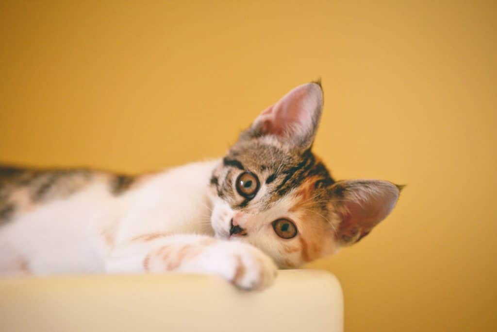 uši mačke, mačje uši, ranjene mačje uši, mačka, mačke, zdravlje mačke, zdravlje mačaka