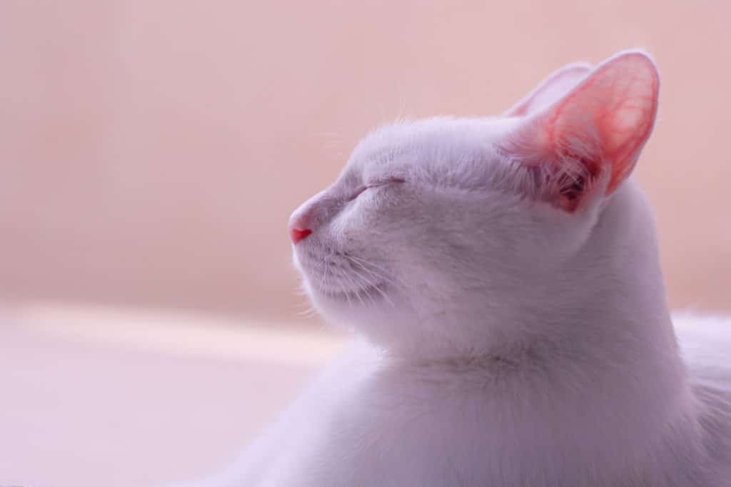 mačke, ranice na ušima kod mačaka, ranice po ušima kod mačaka, ranice po ušima mačke, liječenje rana na ušima, liječenje ranica na ušima