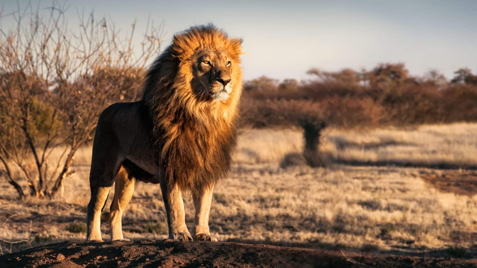 Lavovi: 23 zanimljivosti o plemenitom kralju životinja