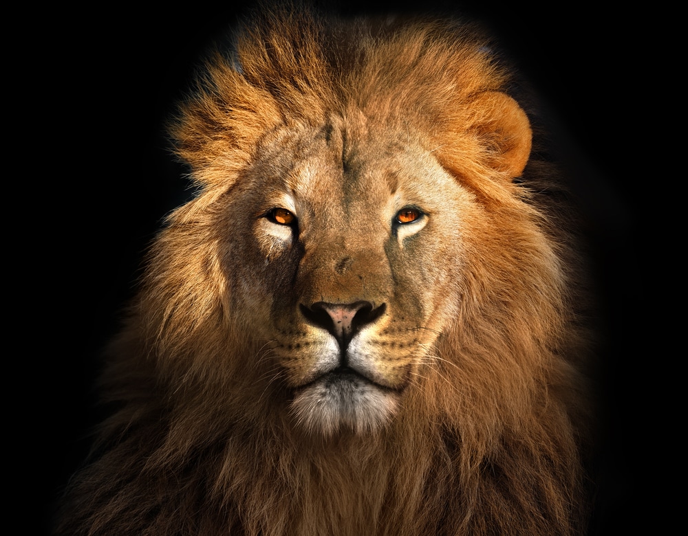 Lav kao kralj životinja