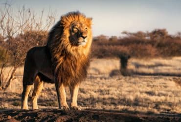 Lavovi: 23 zanimljivosti o plemenitom kralju životinja