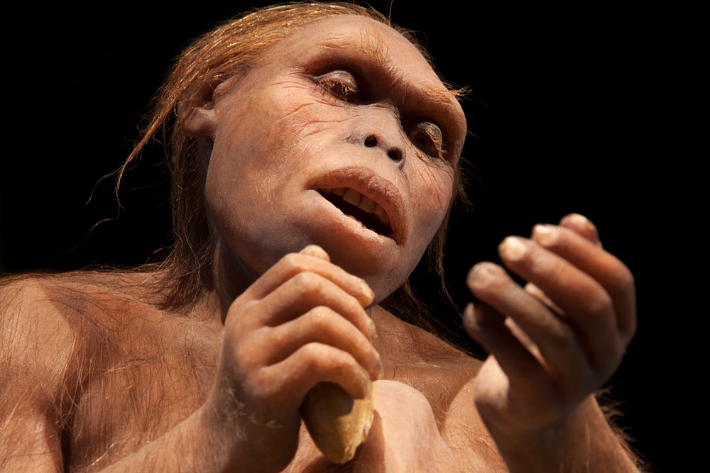 Otkriće Australopithecus afarensis