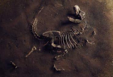 Što je paleontologija? Donosimo 11 nevjerojatnih otkrića