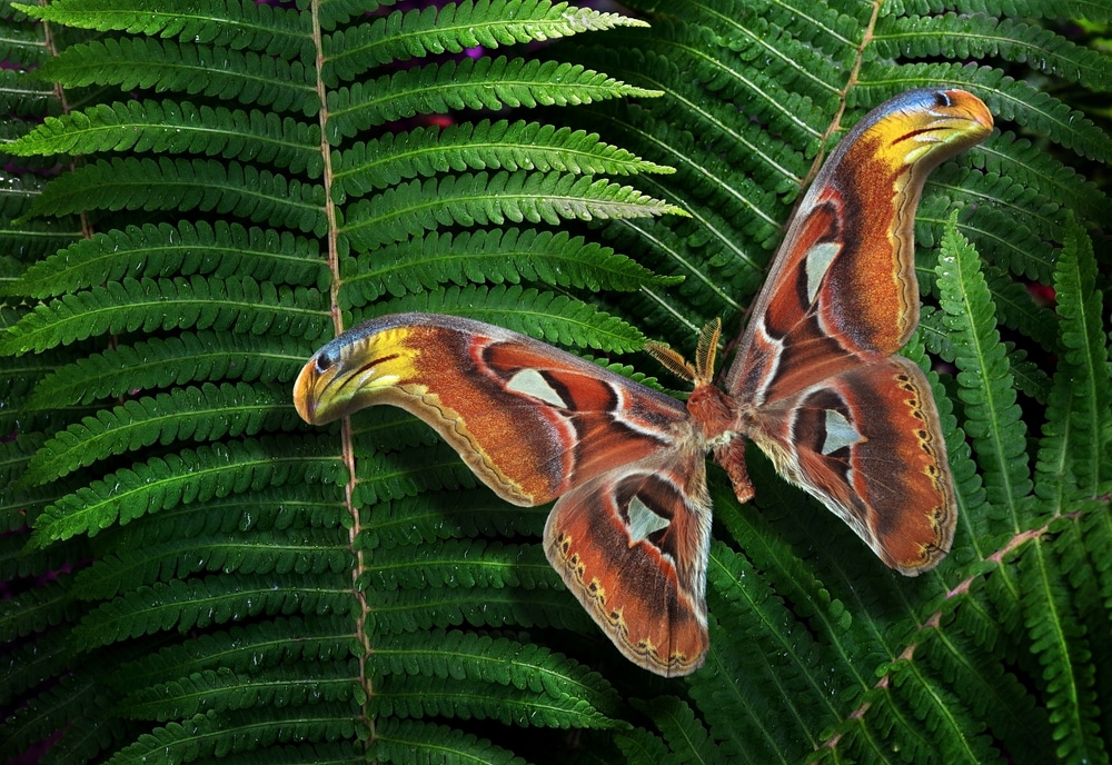 Attacus atlas