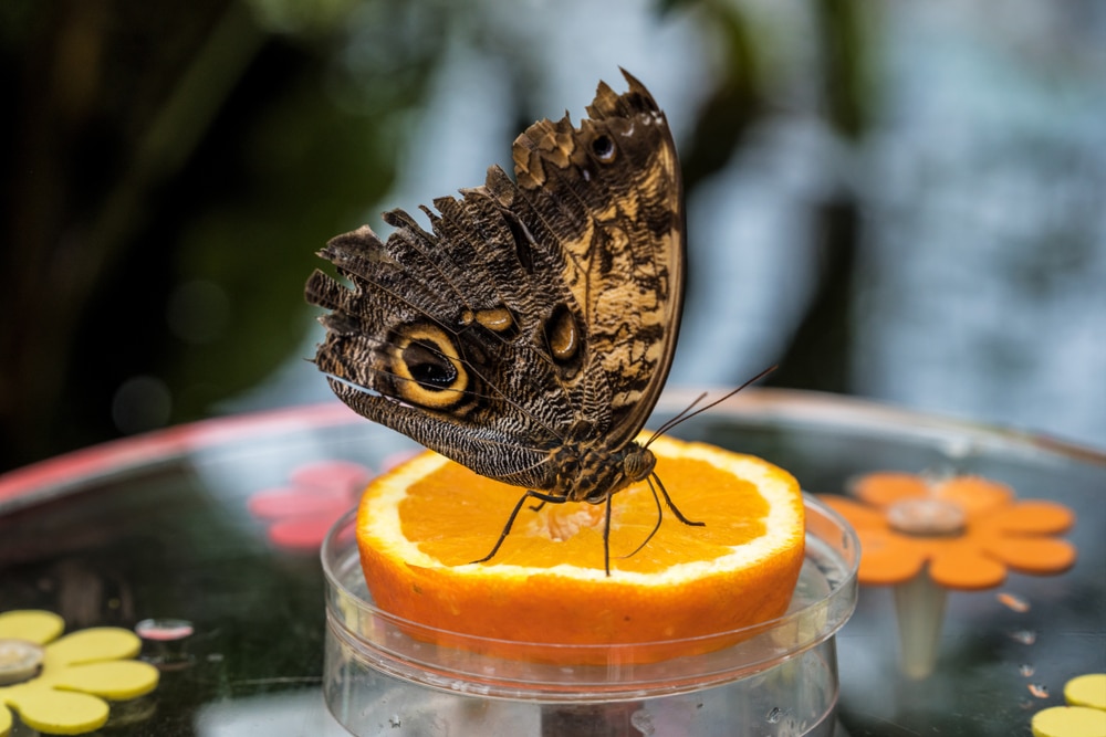 Caligo eurilochus