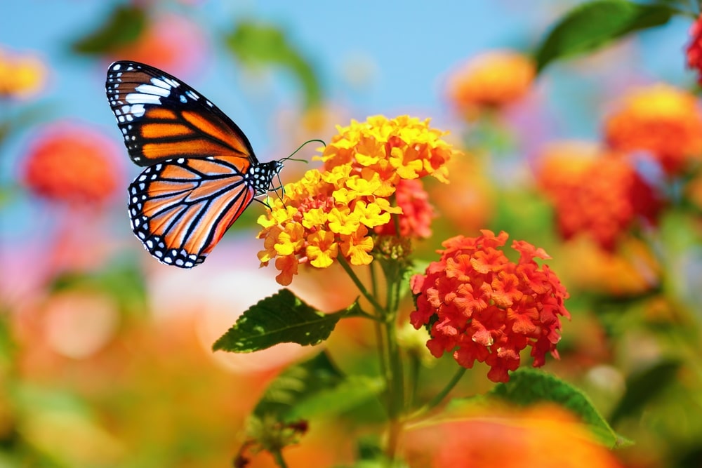 Danaus plexippus