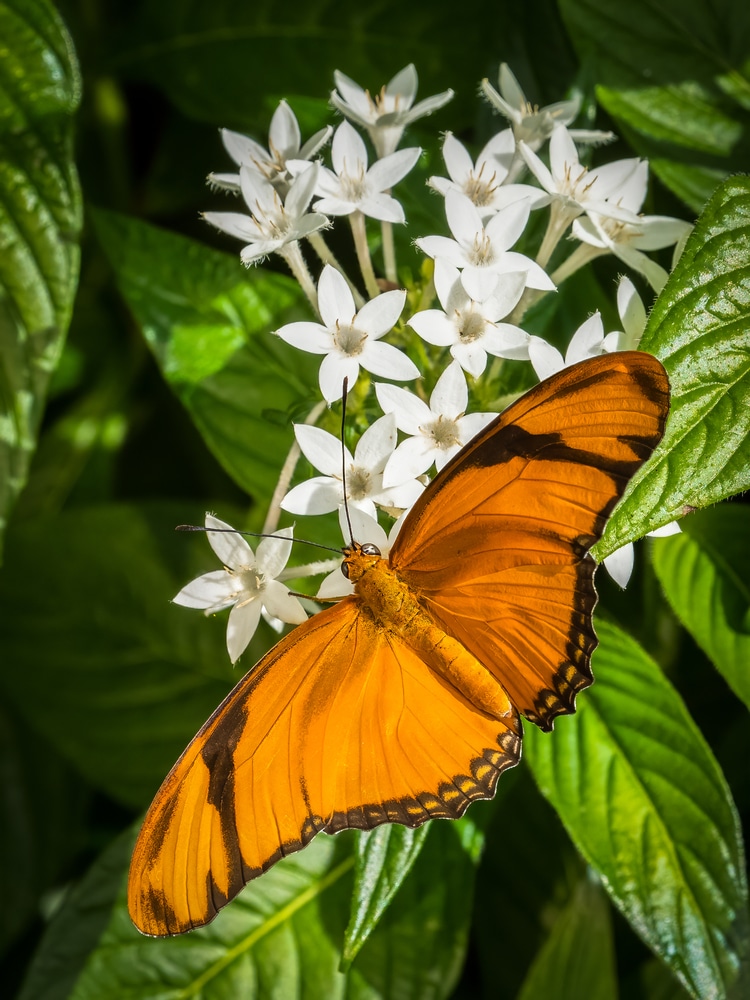 Dryas iulia