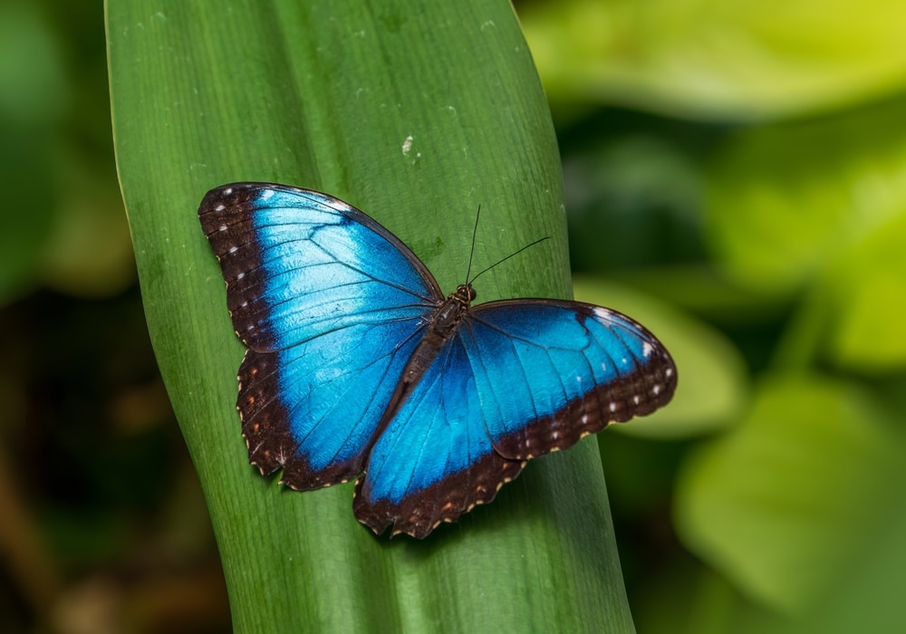 Leptir Morpho