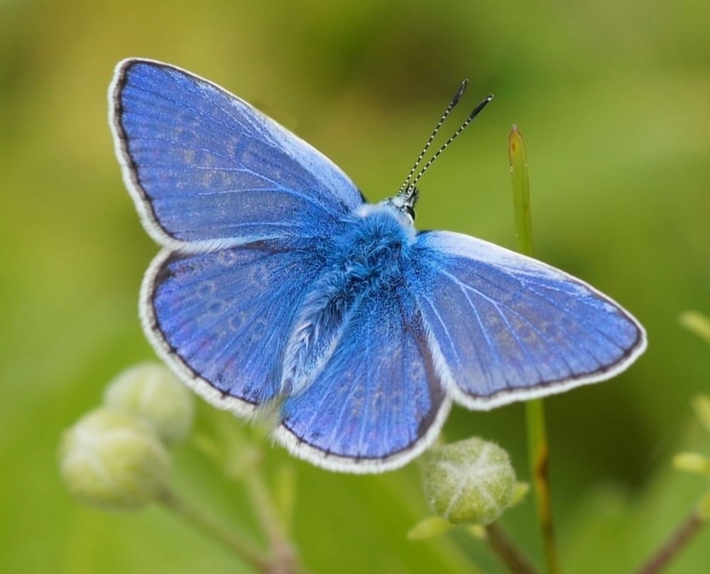 Polyommatus icarus